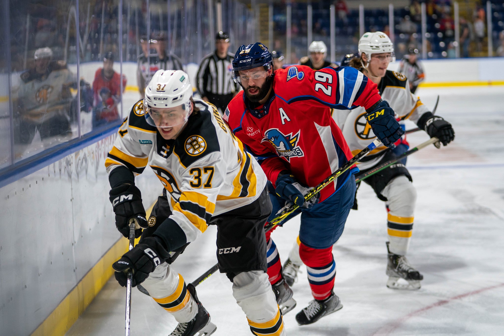 Springfield Thunderbirds fall to Providence Bruins in final exhibition game  